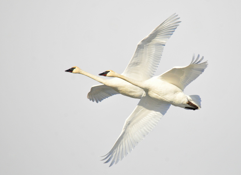 Trumpeter Swan pair in flight (Cygnus buccinator), Seedskadee National Wildlife Refuge, Sweetwater County, Wyoming, USA, Tom Koerner 1, 2015-12-18.jpg
